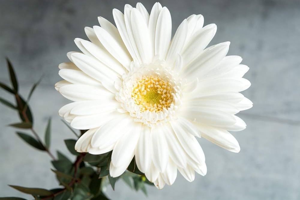 Gerbera daisy flower Gerbera jamesonii mixed color seeds for planting in home garden landscapes