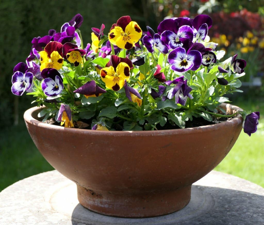 Natural Rose Picotee pansy seeds for delicate two-tone floral borders