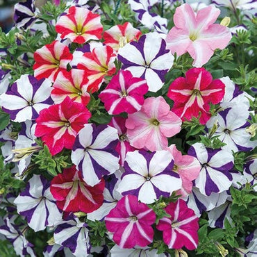 Petunia flower Petunia hybrida seeds for planting in rare color balcony pots or vertical gardens
