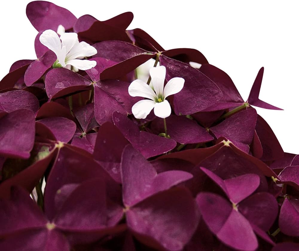 Oxalis Acetosella Violet Flower Seeds for Domestic Garden