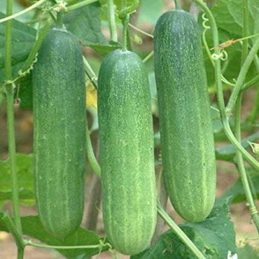 Cucumber Hybrid Sultan Vegetable Seeds