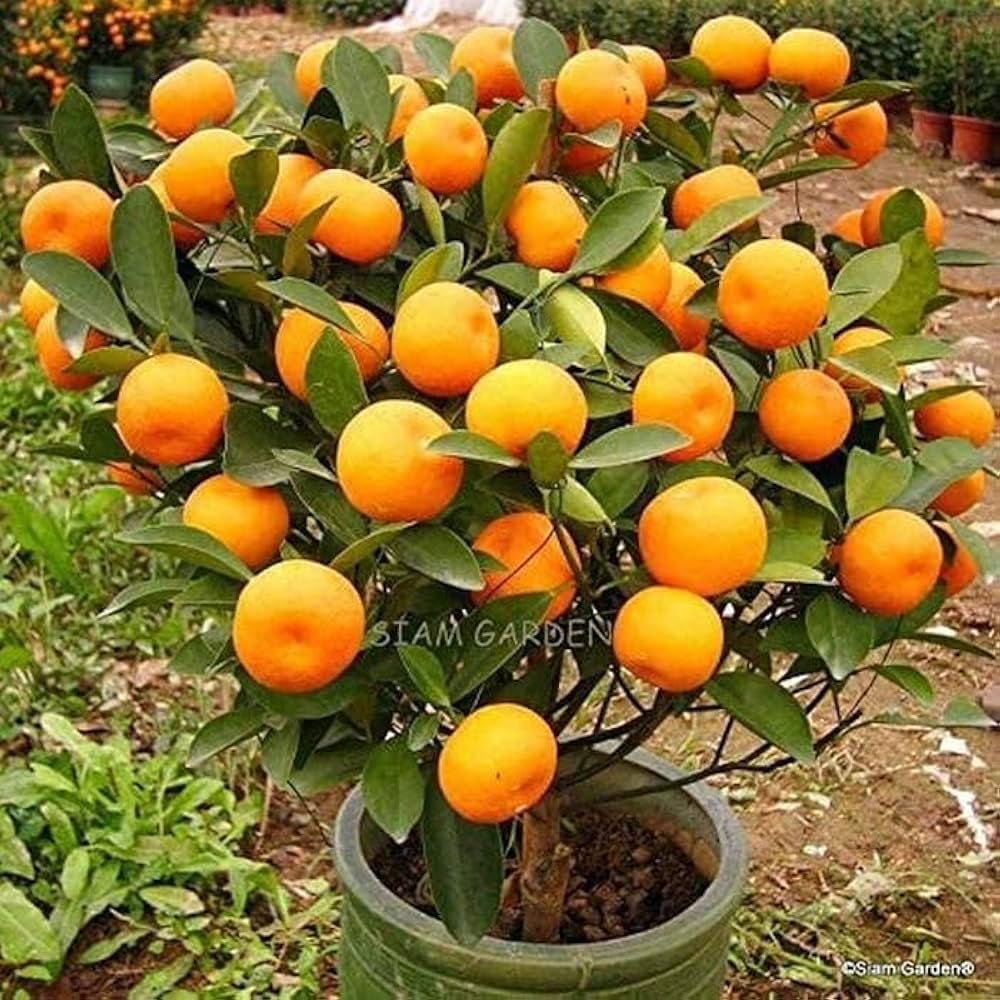 Orange Tree Citrus sinensis Bonsai Fruit Seeds for Planting in Indoor Pots