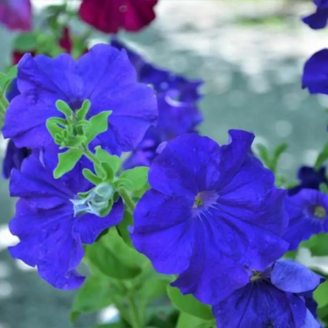 Blue Petunia Flower Seeds