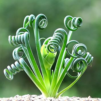 Spiralis Plant Seeds for Planting - 100 pcs