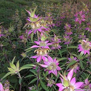 Purple Monarda Punctata Flower Seeds 100 pcs