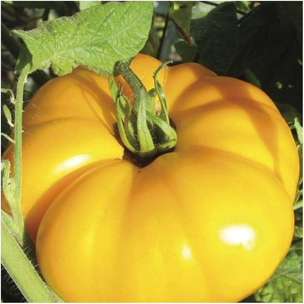 Brandywine Yellow tomato seeds for planting large golden heirloom varieties