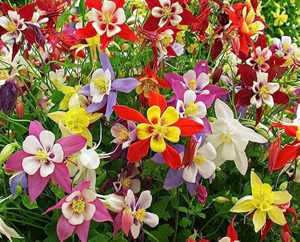 Aquilegia Mixed Perennial Flower Seeds