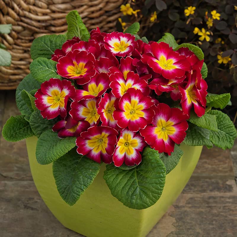 Scarlet Common Primrose seeds – deep red blooms for spring gardens