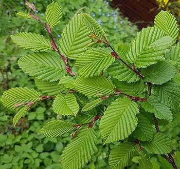 European hornbeam tree Carpinus betulus bonsai seeds for planting in miniature garden or decorative pots