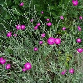 Pink Lychnis Seeds for Planting – Organic, Heirloom, Non-GMO Flower Seeds