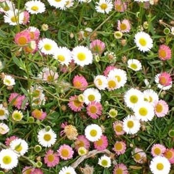Organic Mixed Karvinskianus Profusion Flower Seeds for Planting – Heirloom, Non-GMO