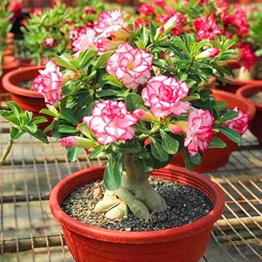 Pink desert rose plant grown from seeds with thick trunk and vibrant pink blossoms