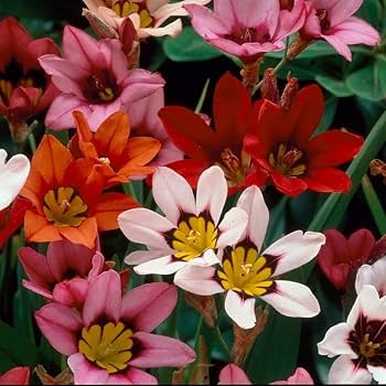 Sparaxis Tricolor Rose Heirloom Non-GMO Seeds for Planting