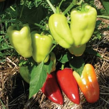 Gypsy Pepper Capsicum annuum seeds for garden planting