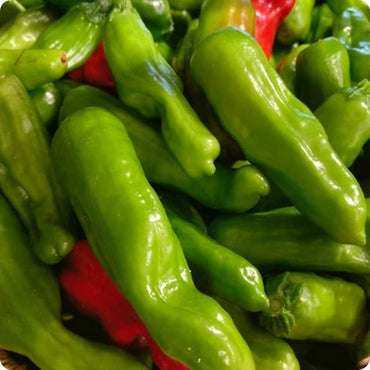 Pepperoncini pepper Capsicum annuum greek gold seeds for planting in kitchen garden or raised garden beds