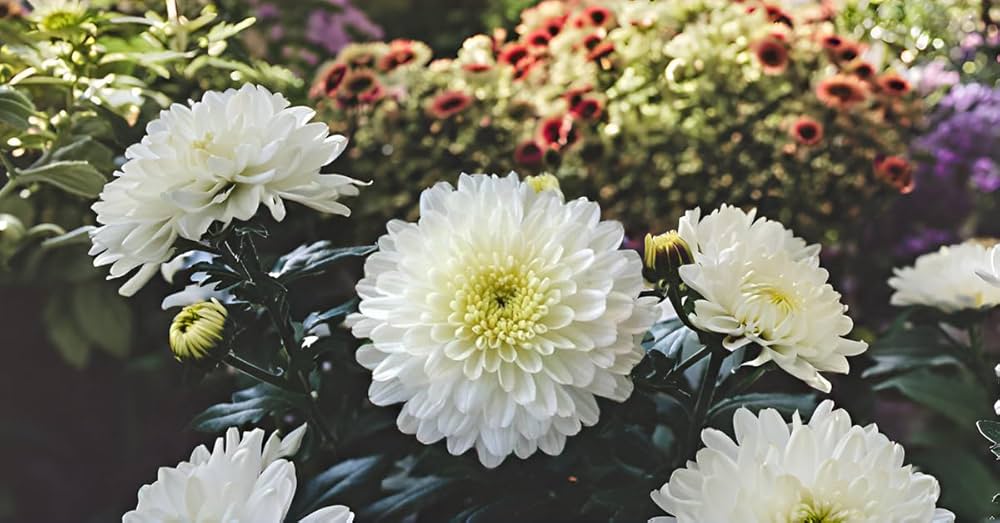 Seedling 5 Pack- Chrysanthemum- Frosty White