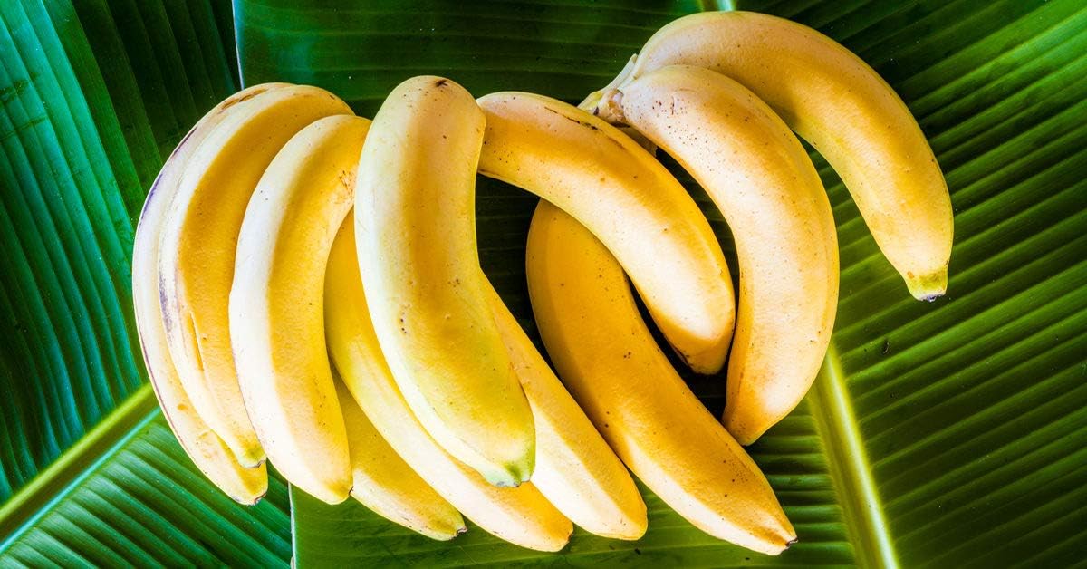 Light Yellow Banana Fruit Seeds for Planting - Tropical Garden Plant
