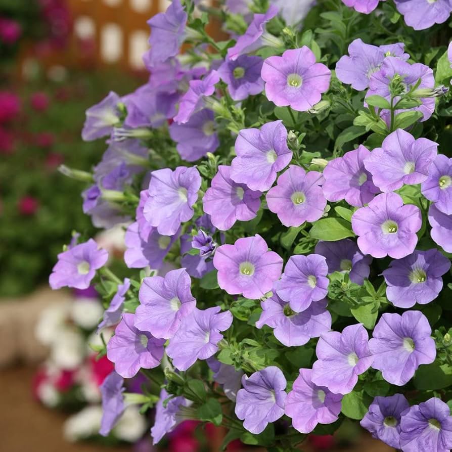 Ramblin Lavender Petunia seeds – pelletized for easy garden nursery start
