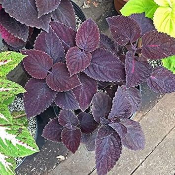 Heirloom Non-GMO Black Coleus Plant Seeds for Planting – Striking Foliage Garden Seeds