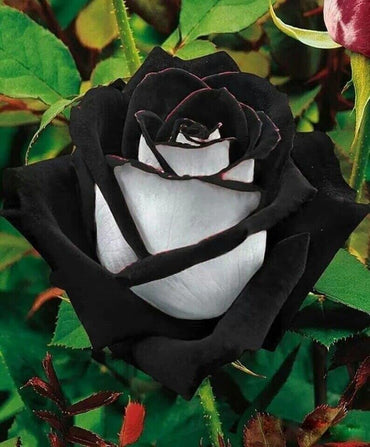 Black Rose White Edge Flower Seeds