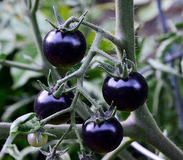 Tomato Solanum lycopersicum Vegetable Seeds for Planting Indigo Blue Variety in Kitchen Garden