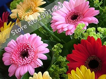 Gerbera Mixed Flower Seeds for Planting – Organic, Heirloom, Non-GMO Seeds