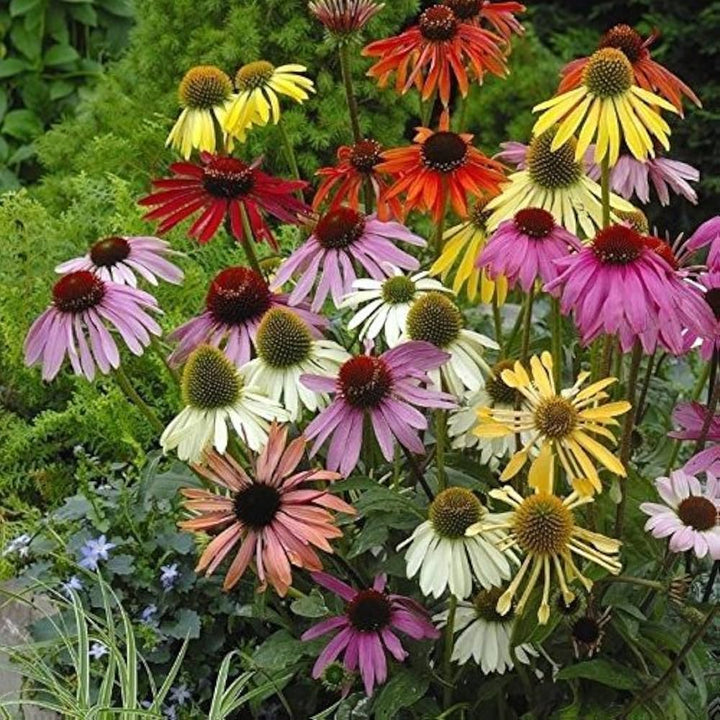 Mixed Echinacea Lustre Wildflower Seeds for Planting - Heirloom Seeds to attract Pollinators & Butterflies