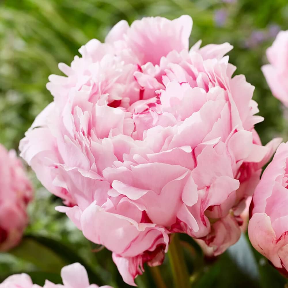 Peony flower Paeonia lactiflora seeds for planting in backyard garden or flower beds