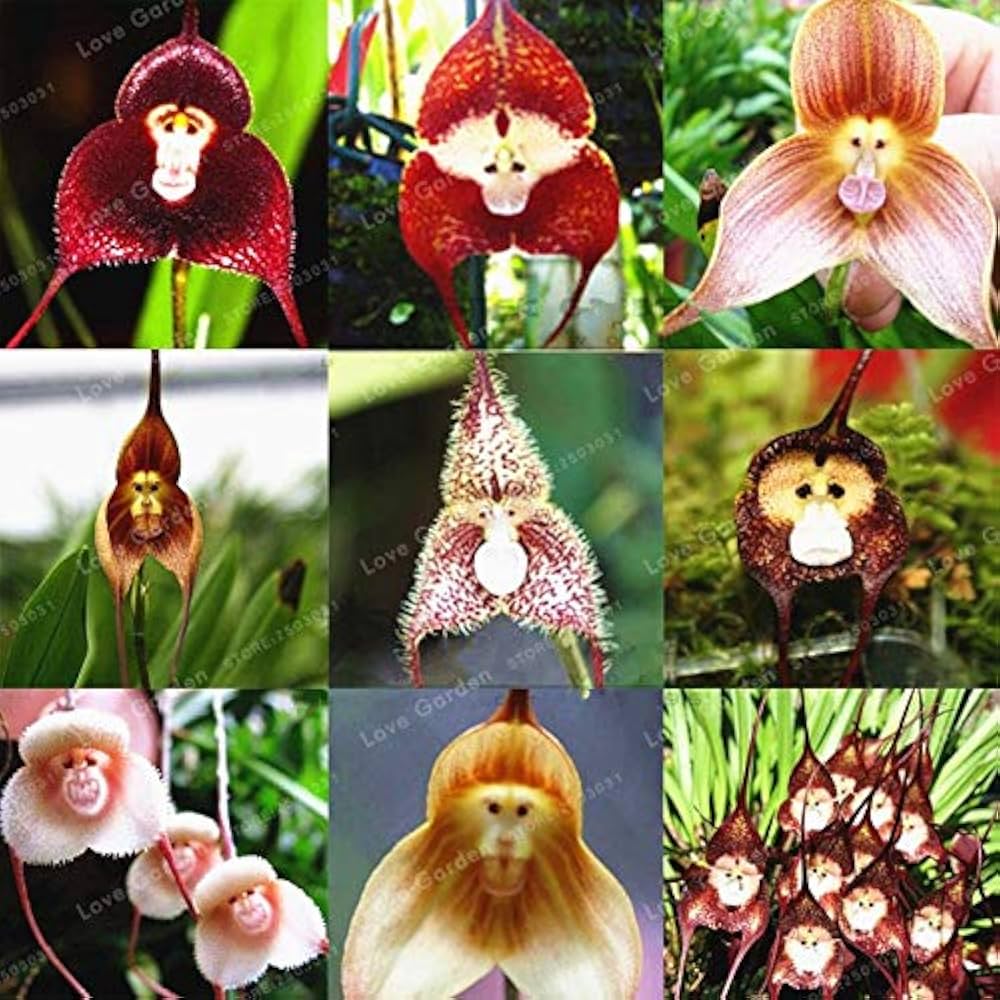 Monkey Face Orchid Orchis Simia Exotic Flower Seeds