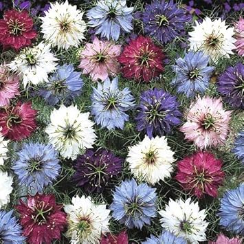 Organic Nigella Persian Flower Seeds for Planting – Heirloom, Non-GMO