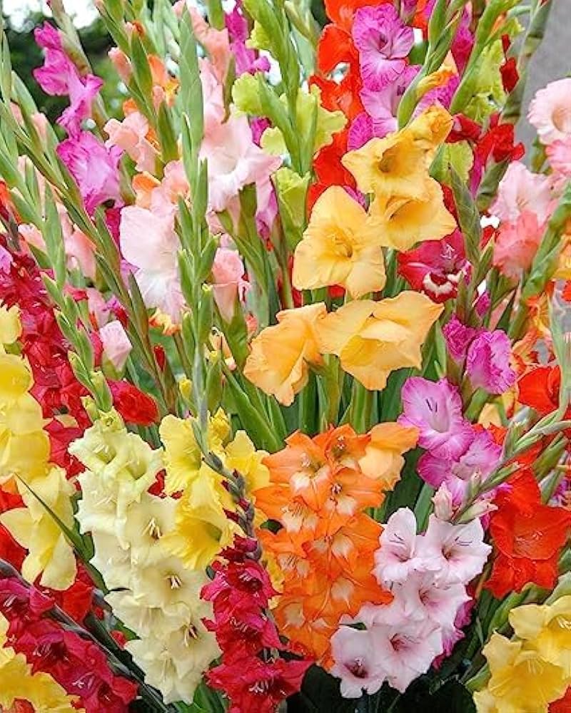 Glamini Gladiolus Mixture