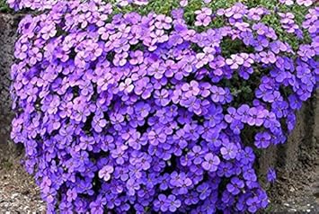 Organic Heirloom Non-GMO Purple Cress Seeds for Planting – Vibrant Garden Blooms