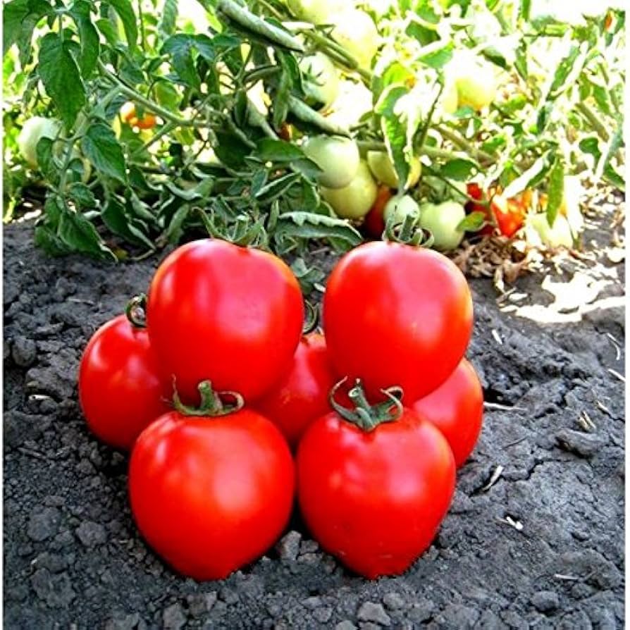 Tarasenko - Anniversary for planting in home garden