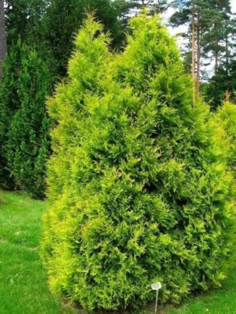American Golden Thuja occidentalis Aurea seeds for evergreen landscape borders