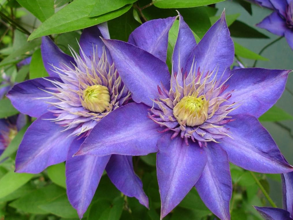 Clematis flower Clematis spp. double blue-purple climbing seeds for planting in garden trellises or fences