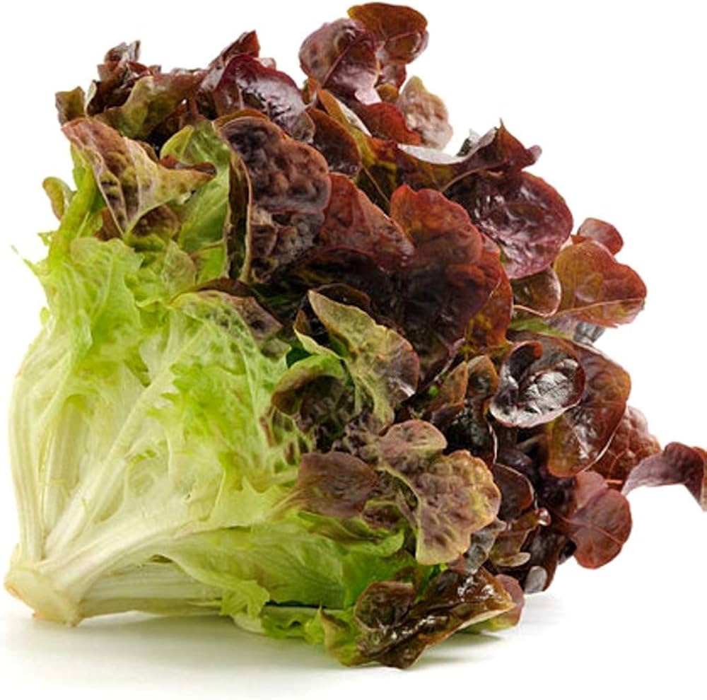 Lettuce- Ruby Red