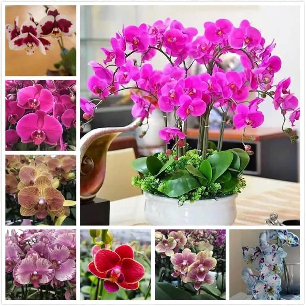 Phalaenopsis - Orchid for planting in home garden