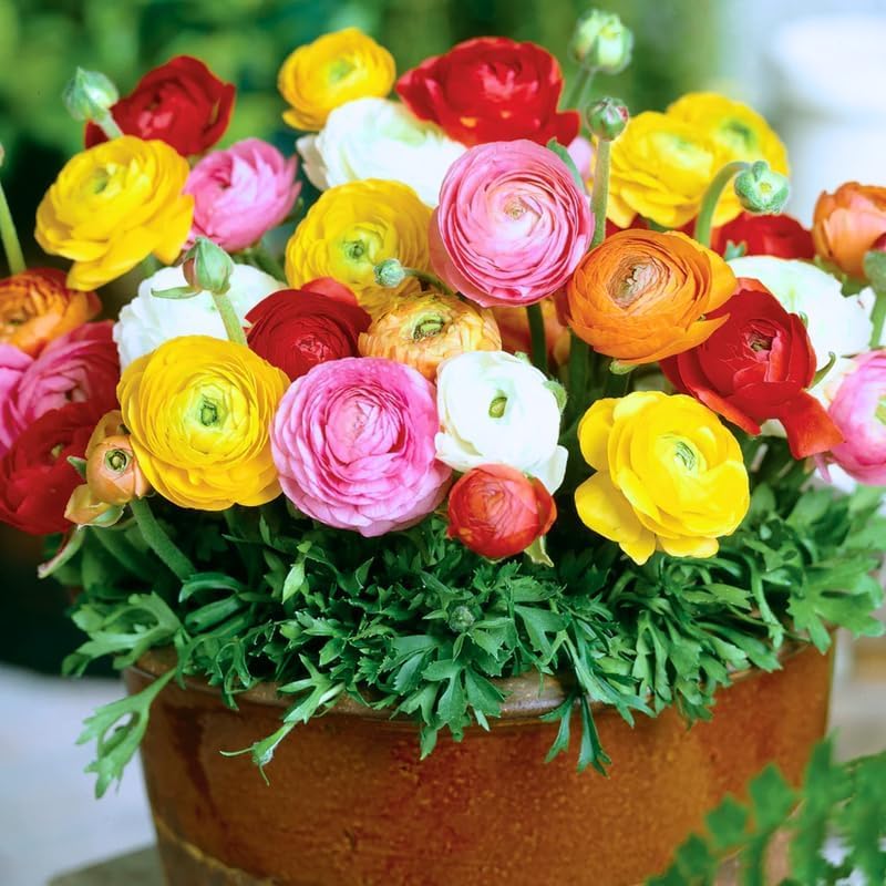 Ranunculus Asiaticus Mixed Colors Perennial Flower Seeds