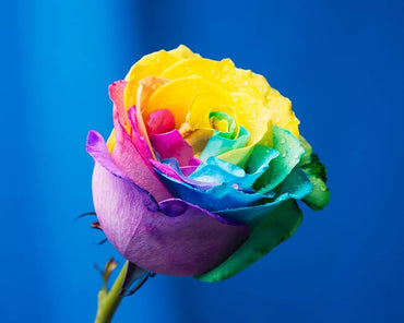 Rainbow rose flower Rosa spp. seeds for planting in vibrant home garden or balcony pots