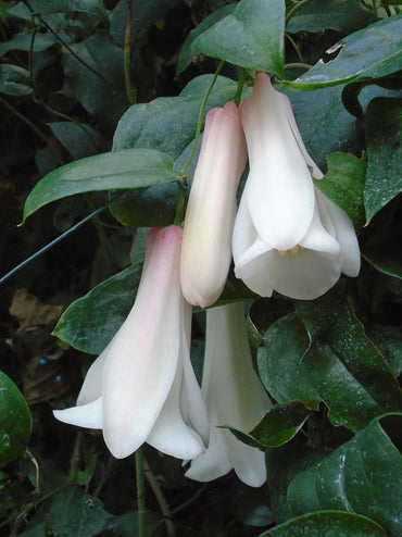 Heirloom Non-GMO Chilean Bell Flower Seeds for Planting – Rare Climbing Blooms