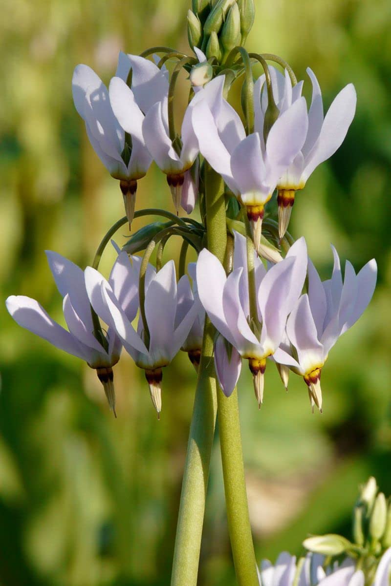 Shooting star flower Dodecatheon meadia seeds for planting in shaded garden beds or natural wildflower spaces