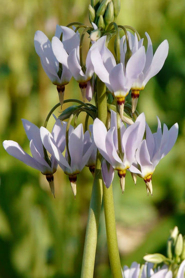 Shooting star flower Dodecatheon meadia seeds for planting in shaded garden beds or natural wildflower spaces