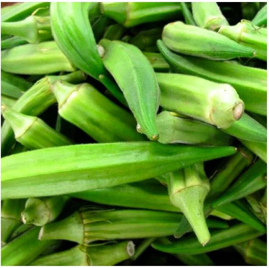 Emerald okra grown from bulk seeds with glossy green pods and tender texture