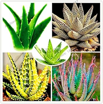 Fresh Edible Aloe Vera Plant Seeds for Planting SkyBlue 100 pcs