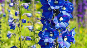 Delphinium Sky Blue Mixed Flower Seeds for Garden Planting