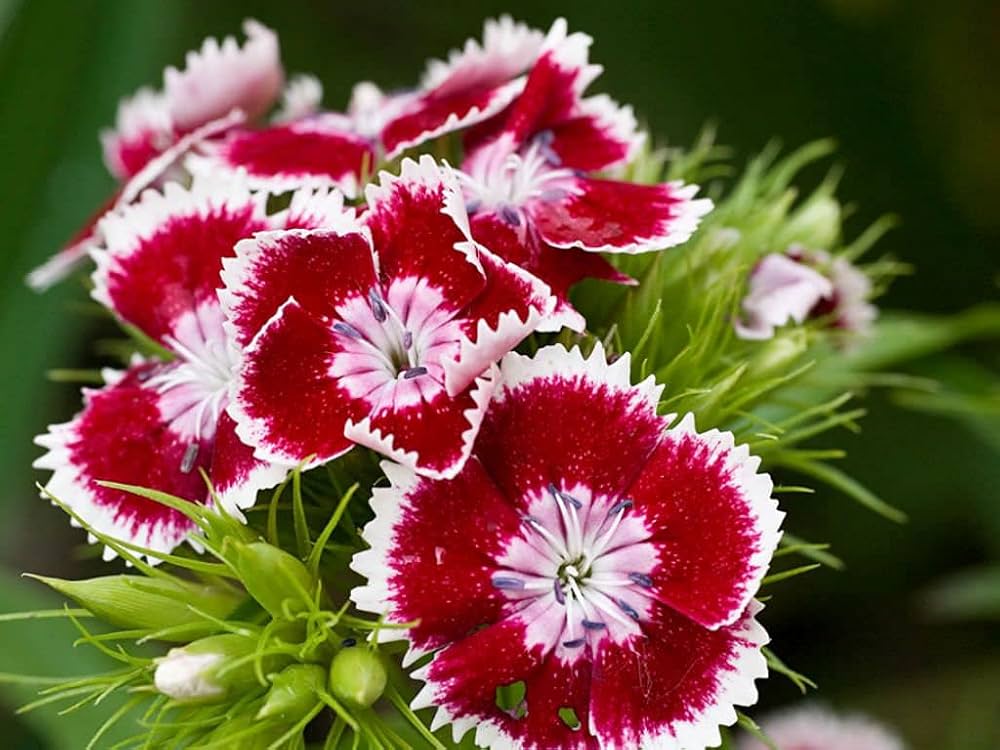 Dianthus Telstar Viola Picotee seeds – colorful annual bloom series
