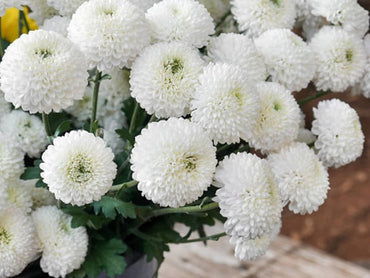 White Green Chrysanthemum Flower Seeds for Planting, NON GMO Seeds