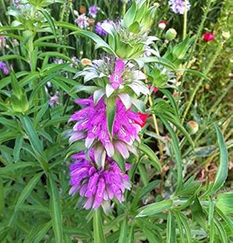 Heirloom Non-GMO Violet Monarda Flower Seeds for Bee-Friendly Cottage Garden Planting