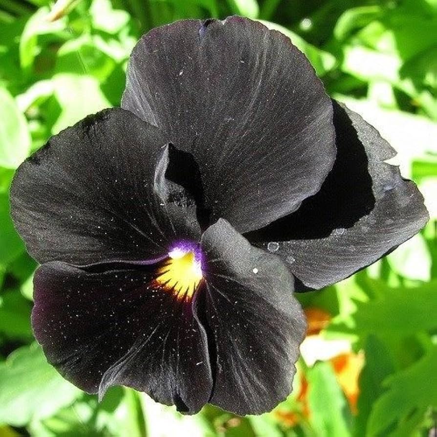Halloween II pansy flower seeds for spooky seasonal garden accents
