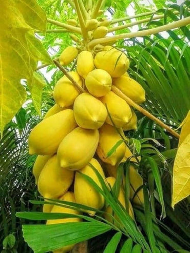 Light Yellow Papaya Fruit Seeds for Planting- Sweet Yellow Papayas for Tropical Gardens